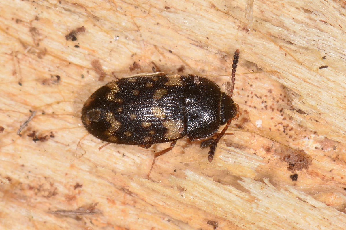 Mycetophagidae: Mycetophagus atomarius? S.